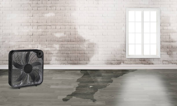 Best Flood damage cleanup  in Joplin, MO